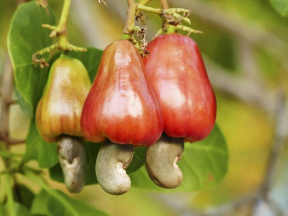 Framer’s Fresh Cashew Nuts