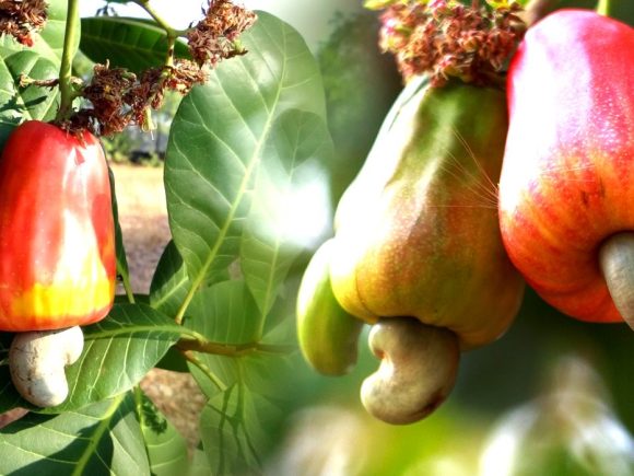 Its a pure taste of Sri Lankan cashews.